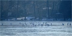 Silberreiher auf dem Sacrower See 02