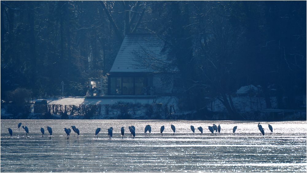 Silberreiher auf dem Sacrower See 03