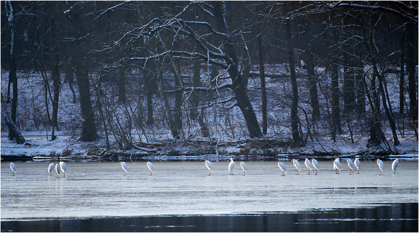 Silberreiher auf dem Sacrower See 04