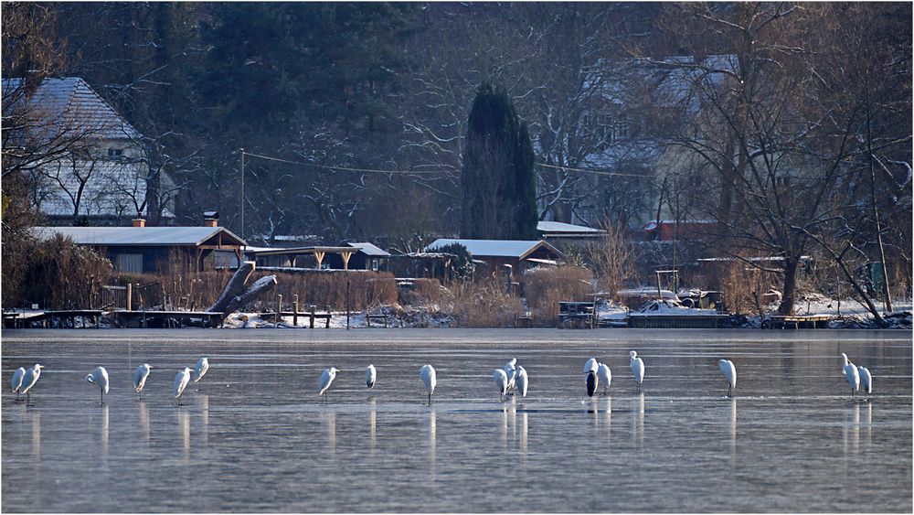 Silberreiher auf dem Sacrower See 05