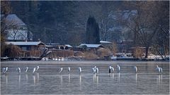 Silberreiher auf dem Sacrower See 05