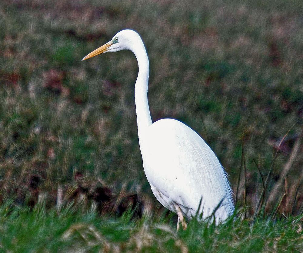 Silberreiher auf der Jagd .