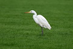 Silberreiher auf der Jagd