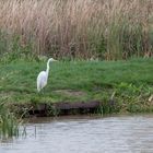 Silberreiher auf der Jagd