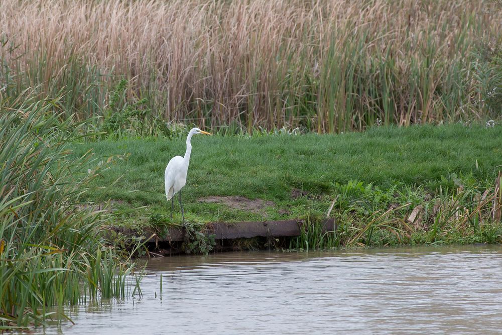 Silberreiher auf der Jagd