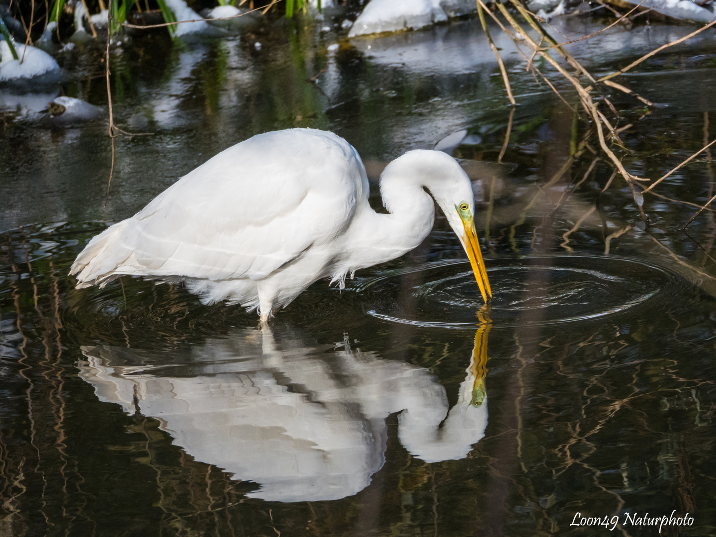 Silberreiher auf der Jagd mit Spiegelbild