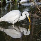 Silberreiher auf der Jagd mit Spiegelbild