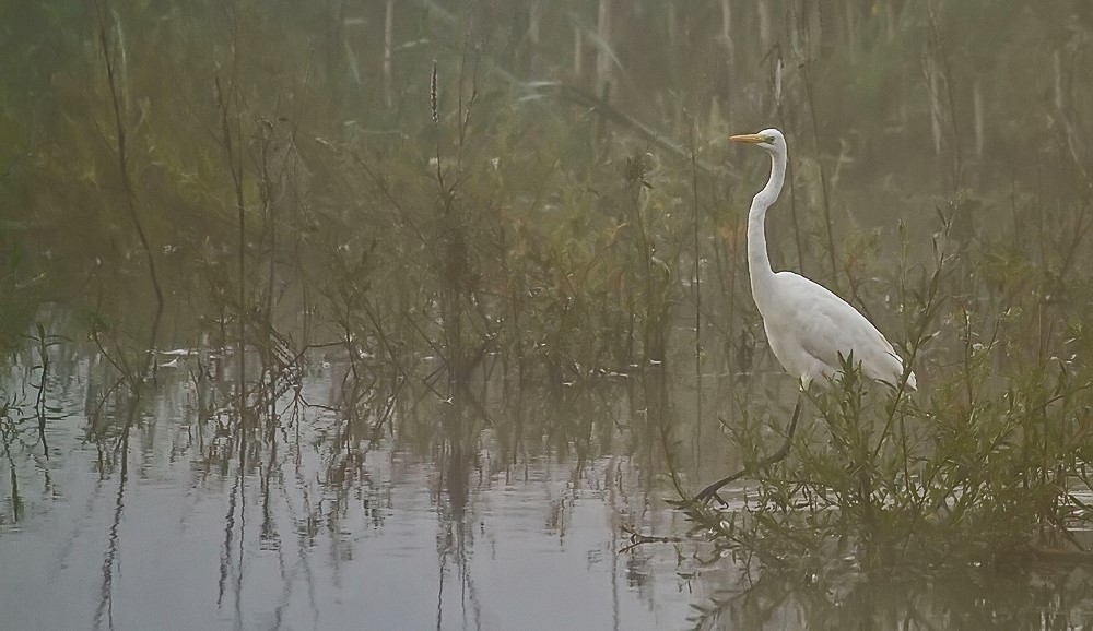 Silberreiher auf der Pirsch zum Fisch