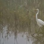 Silberreiher auf der Pirsch zum Fisch