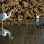 Silberreiher auf Fischschau