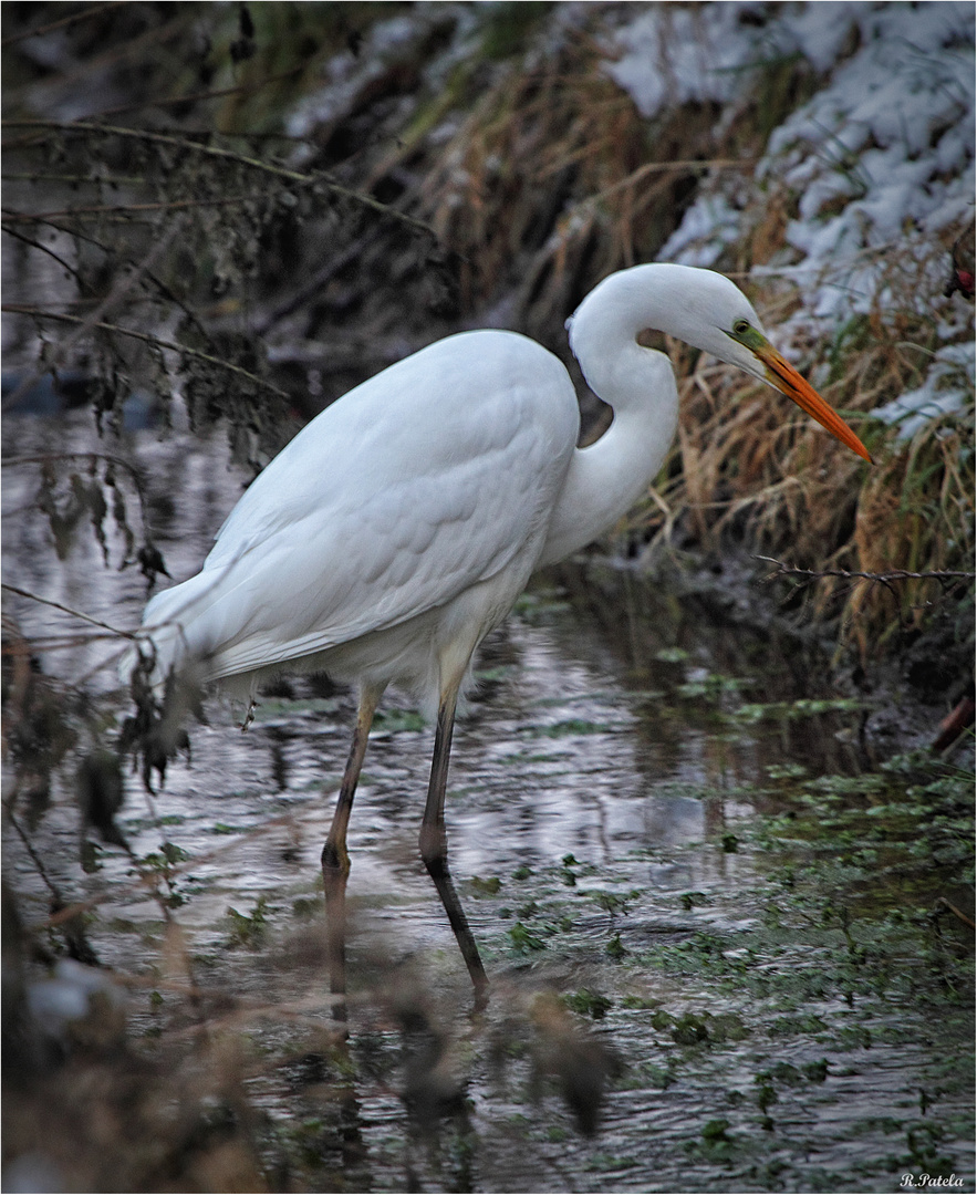 Silberreiher auf Futtersuche