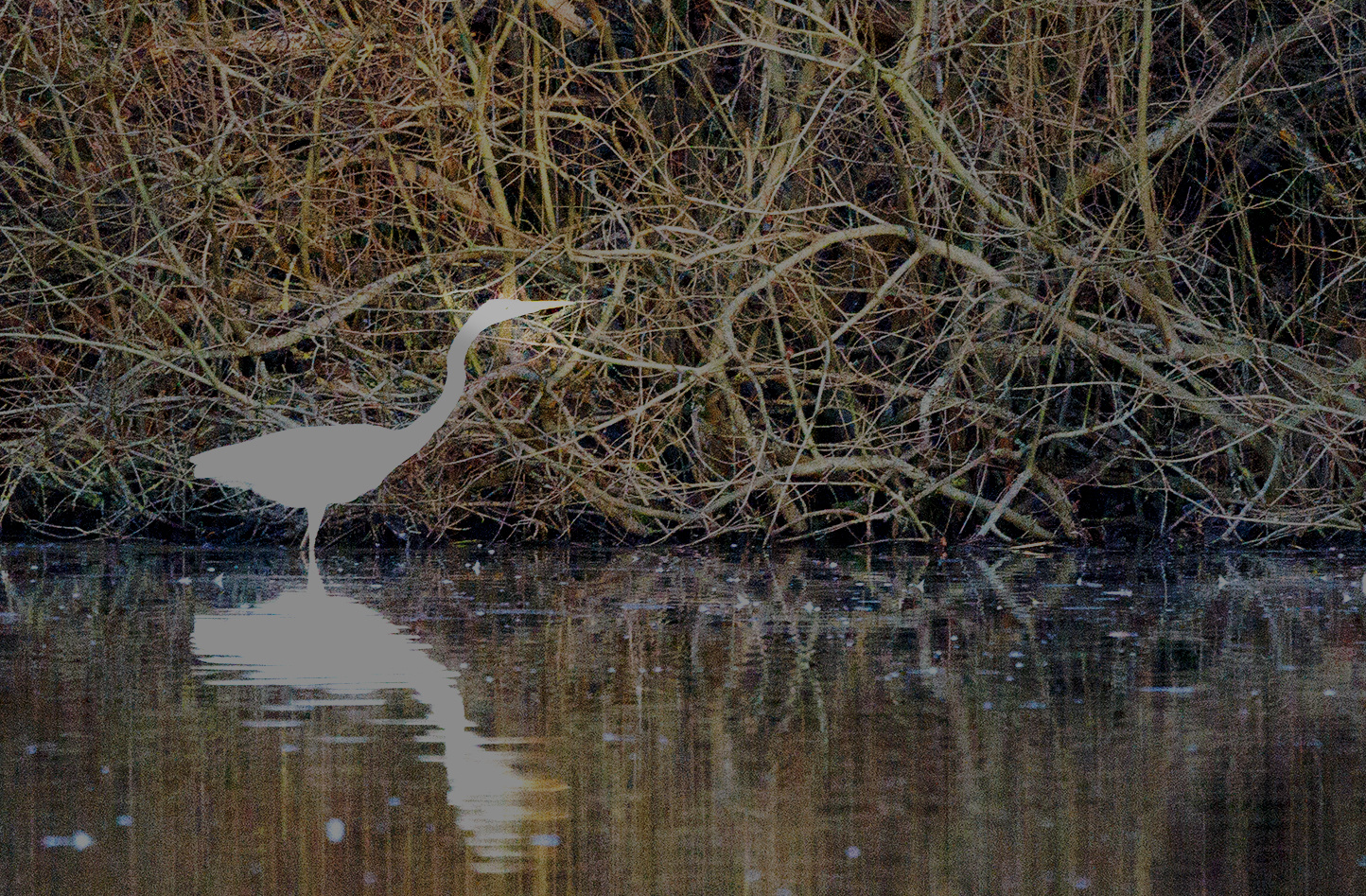 Silberreiher auf Futtersuche