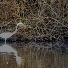 Silberreiher auf Futtersuche