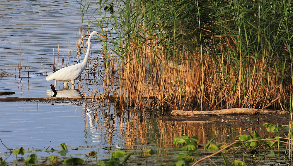 Silberreiher auf Jagd