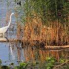 Silberreiher auf Jagd