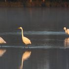 Silberreiher auf Nahrungssuche