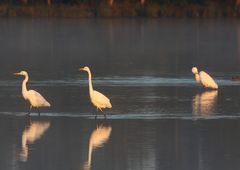 Silberreiher auf Nahrungssuche