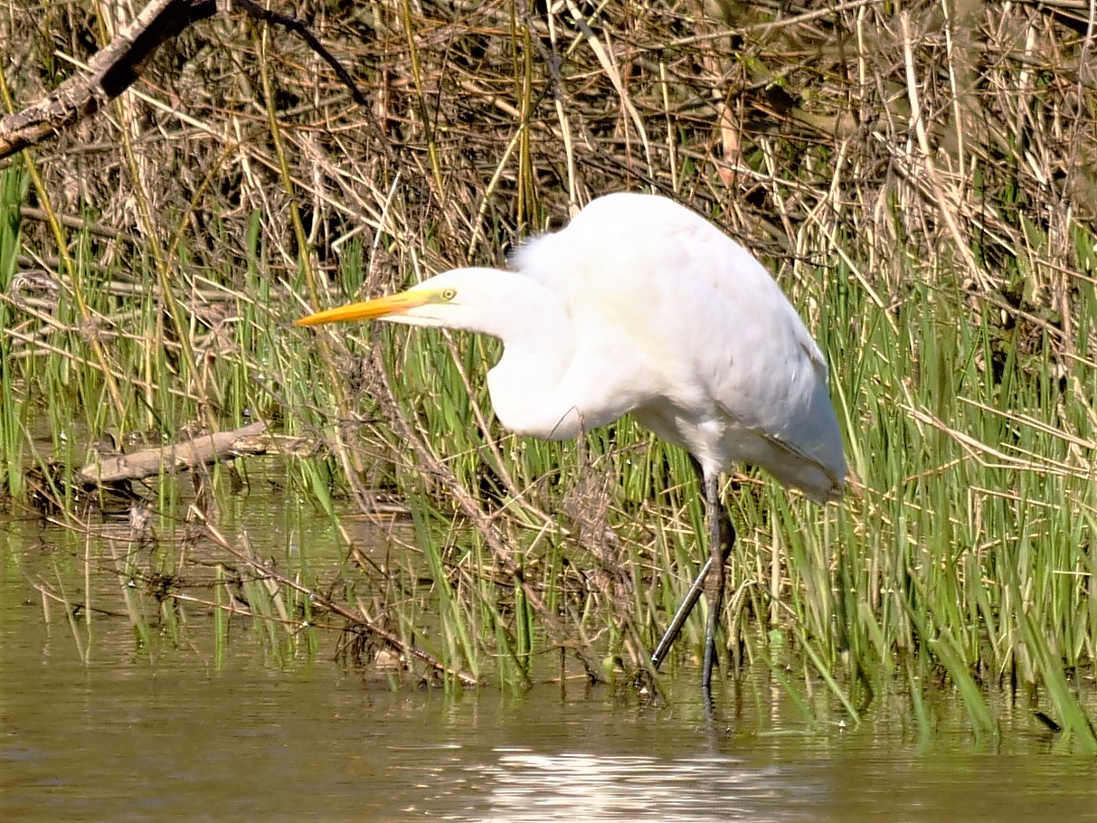 Silberreiher