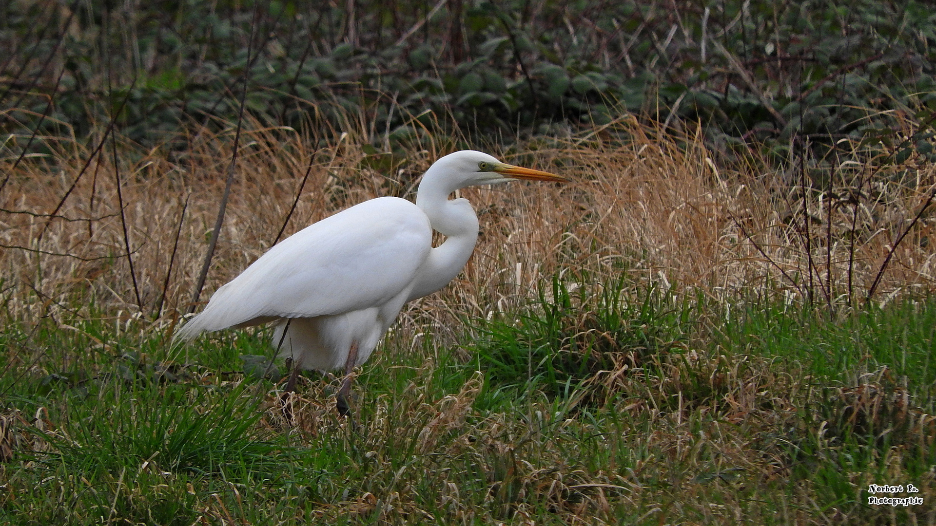 Silberreiher