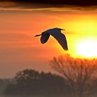 Silberreiher begrüßt die Sonne