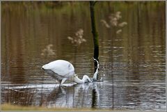 Silberreiher bei der Froschjagd (2)