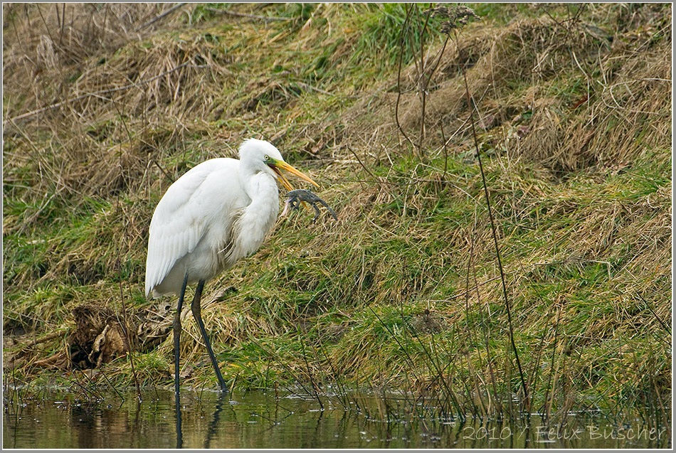 Silberreiher bei der Froschjagd