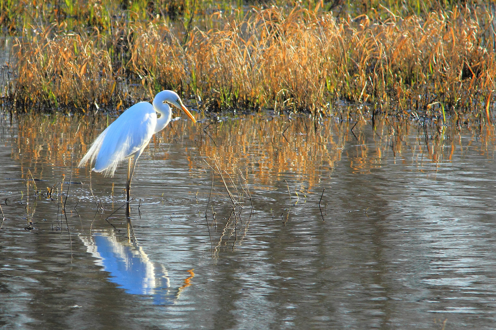 Silberreiher bei der Jagd