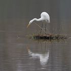 Silberreiher bei der Jagd