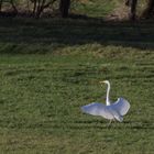 Silberreiher bei der Landung