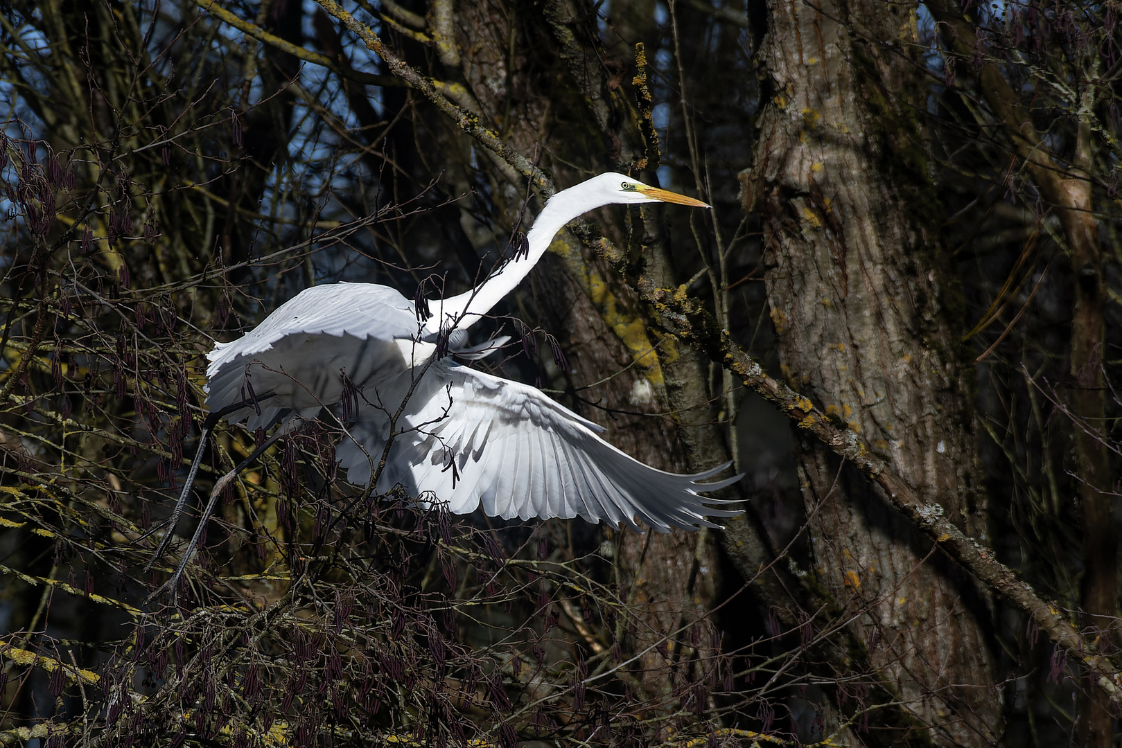 Silberreiher beim Abflug