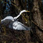 Silberreiher beim Abflug