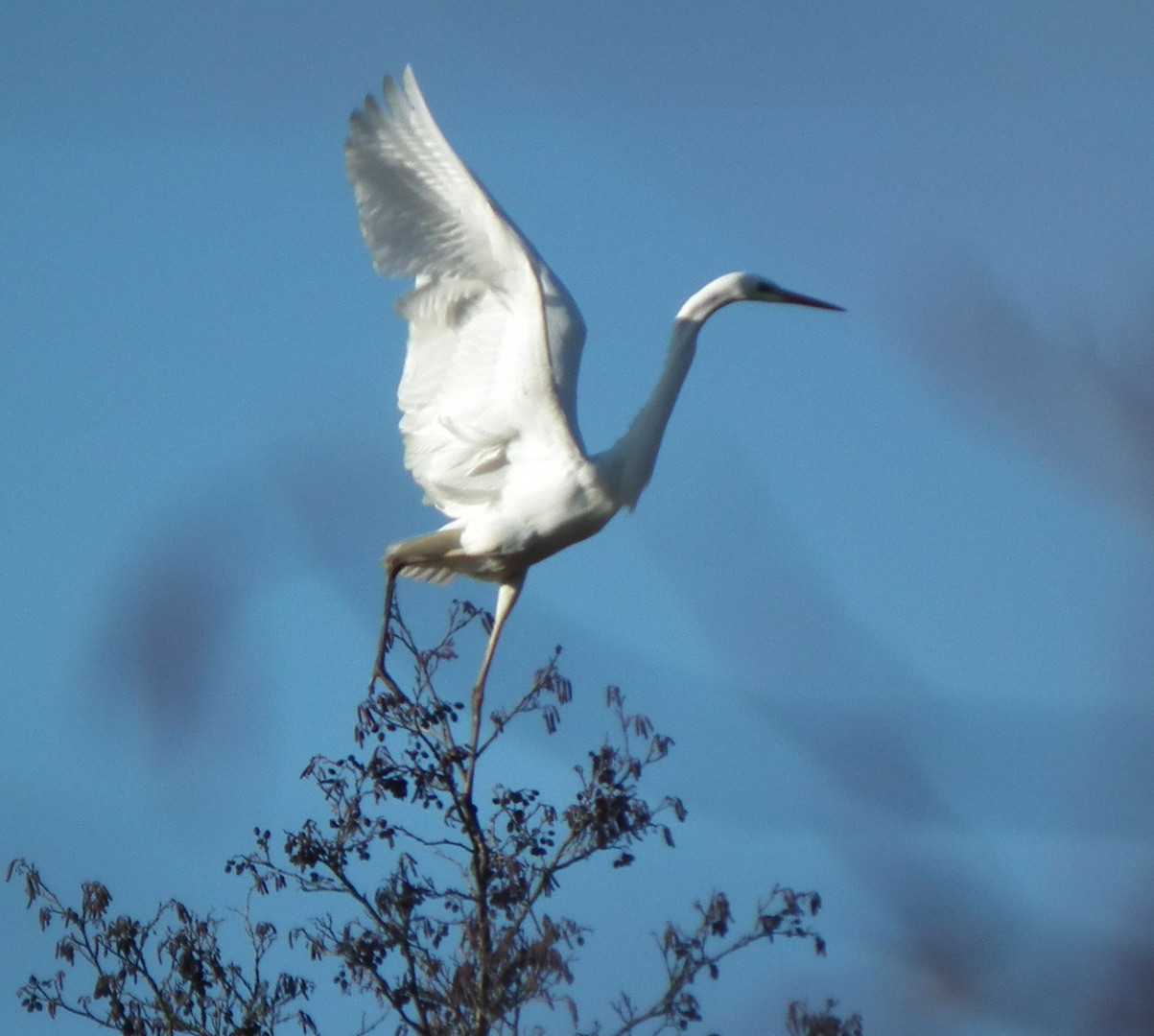 Silberreiher beim Abflug