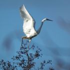 Silberreiher beim Abflug