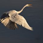 Silberreiher beim Abflug