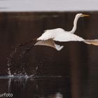 Silberreiher beim Abflug