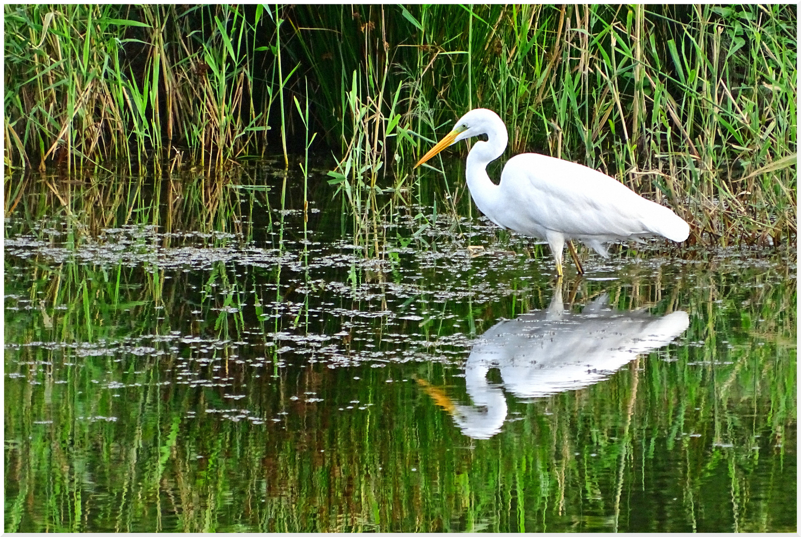 Silberreiher beim Fang II