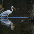 Silberreiher beim fischen_20.09.2020