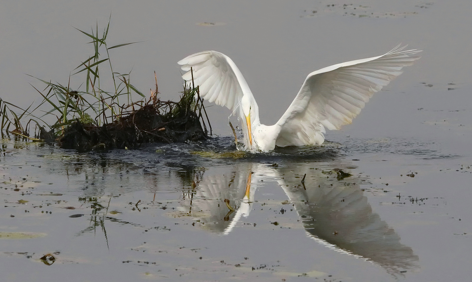 Silberreiher beim Fischfang