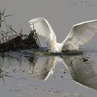 Silberreiher beim Fischfang