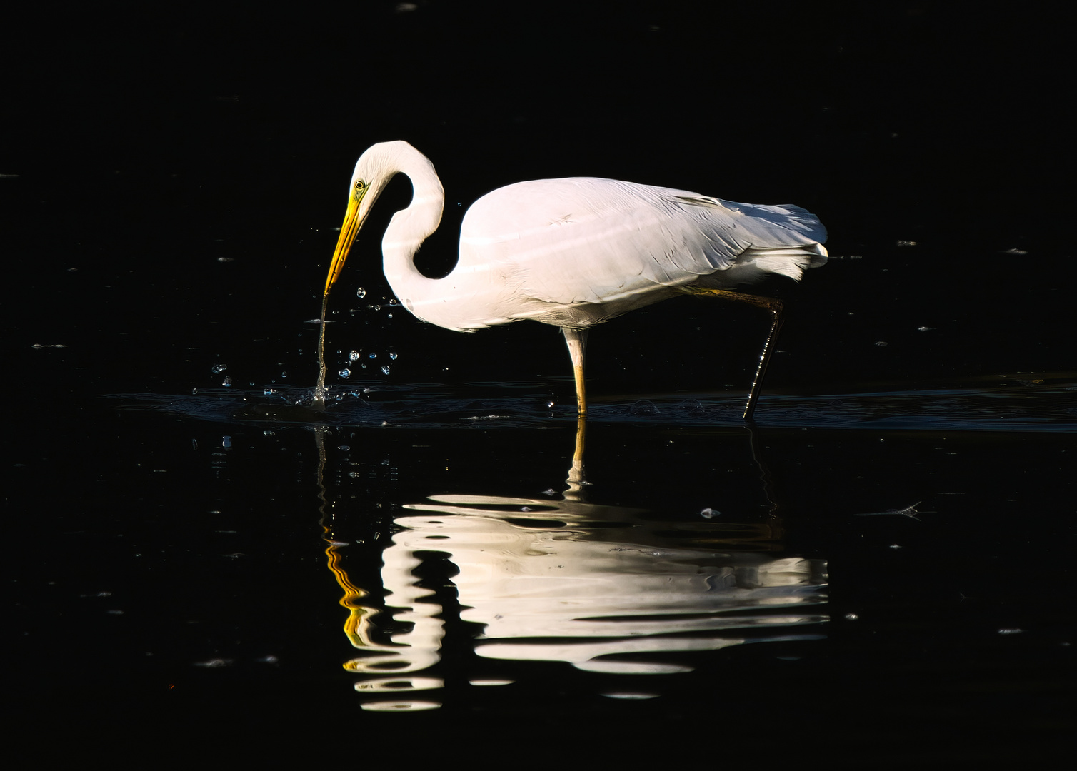 Silberreiher beim Fischfang