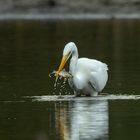 Silberreiher beim Fischfang