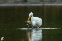 Silberreiher beim Fischfang