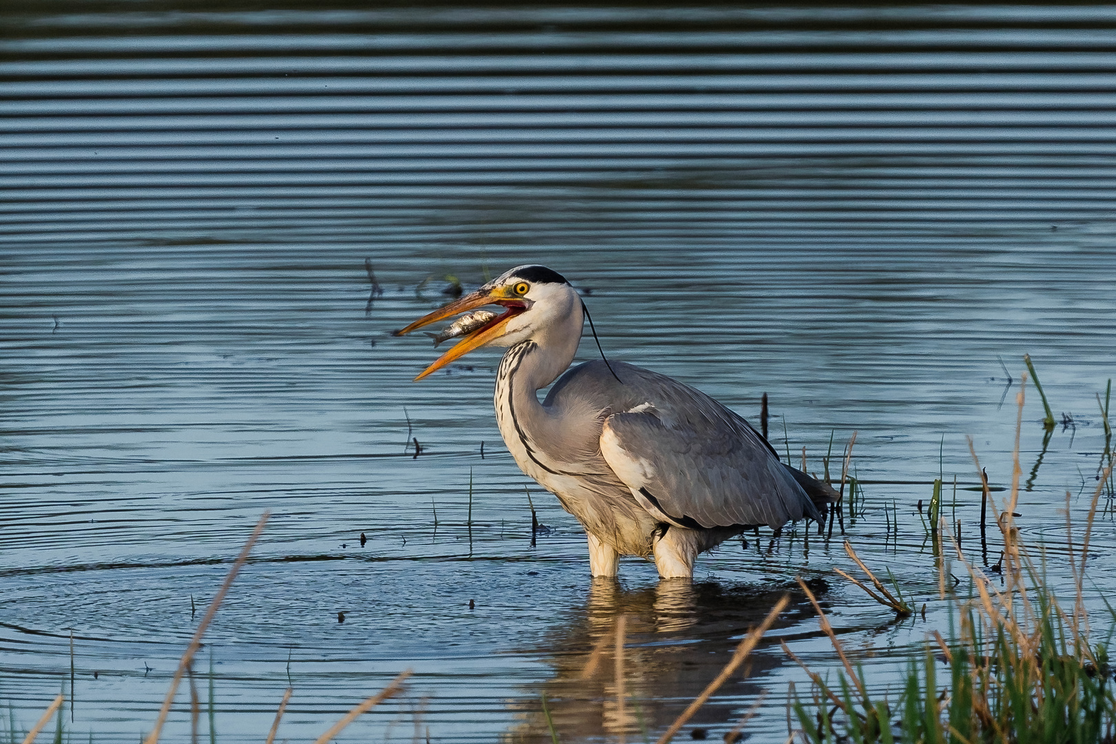 Silberreiher beim Fischfang