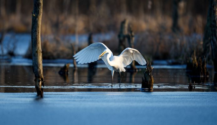 Silberreiher beim Fischfang