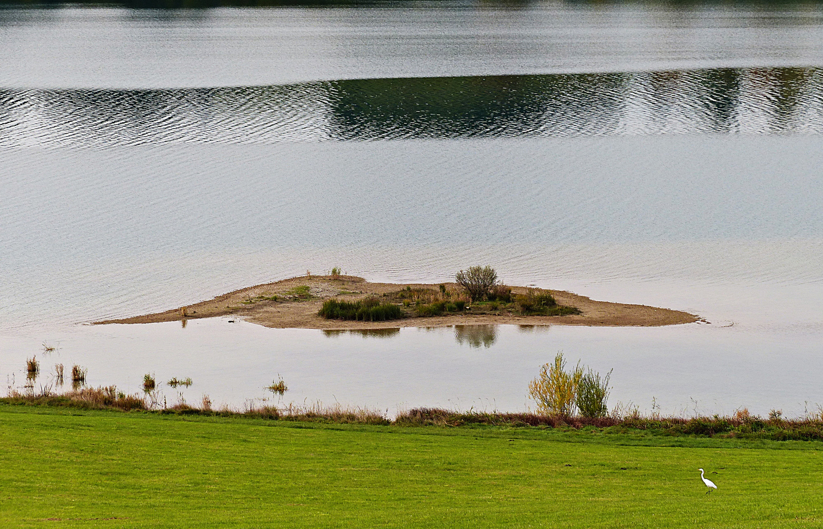 Silberreiher beim Forggensee