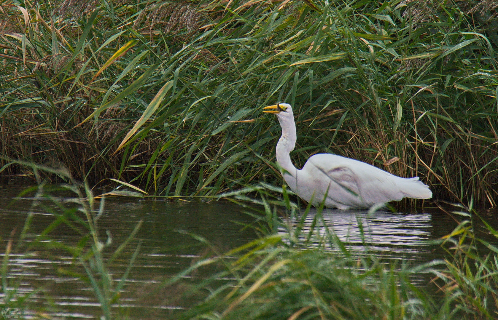 Silberreiher beim jagen