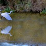 Silberreiher beim Start