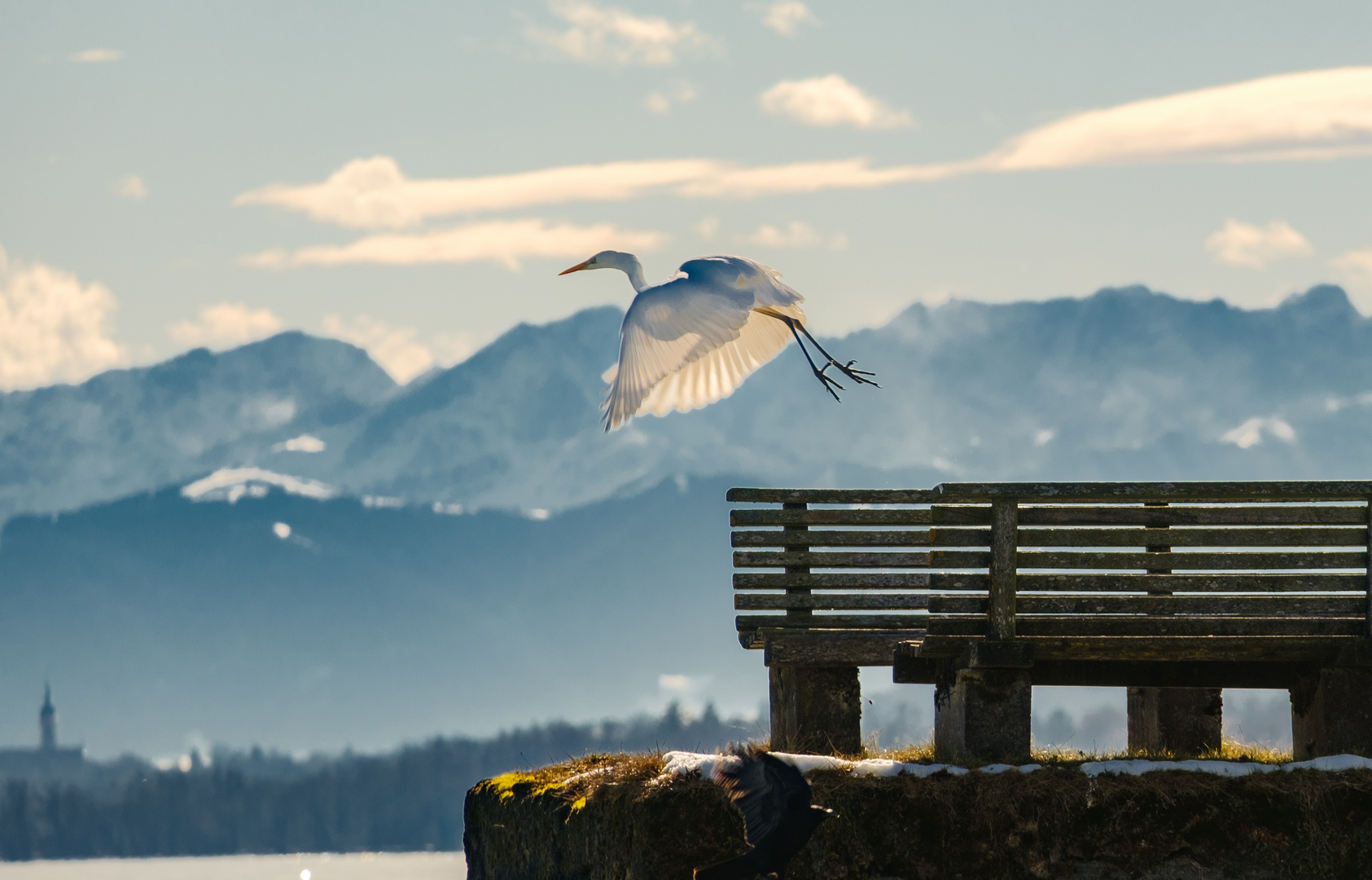 Silberreiher beim Start am Ammersee