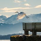 Silberreiher beim Start am Ammersee