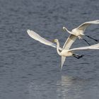 Silberreiher---Bodensee-Vlbg 01